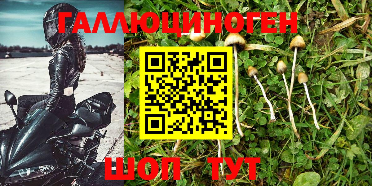 Псилоцибиновые грибы Psilocybe Новочебоксарск
